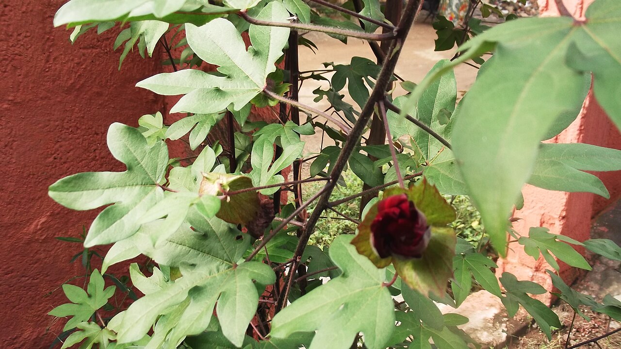 Cotton: Malvaceae-tree cooton,shrub,flowers dark red.