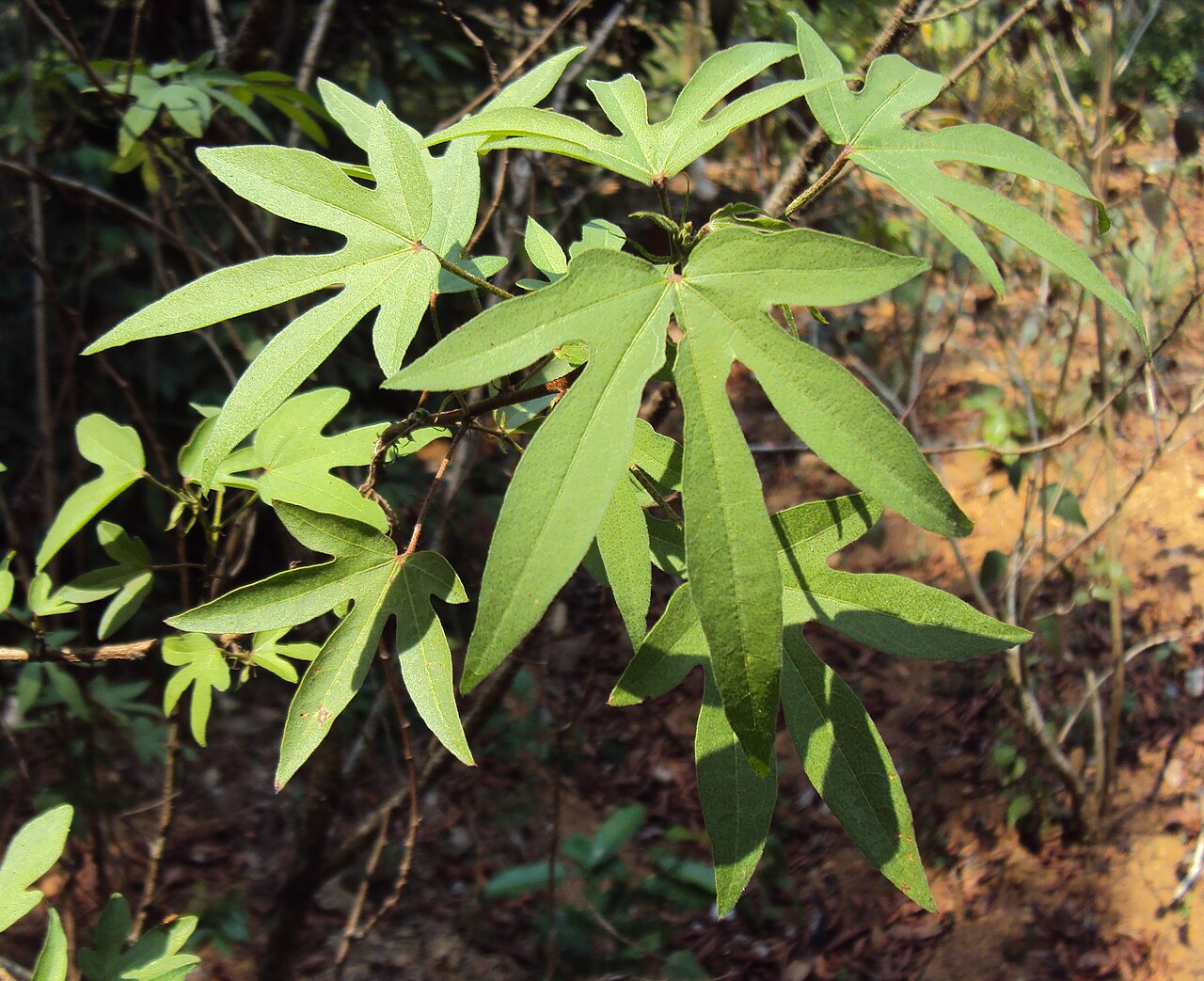 Cotton: Gossypium arboreum