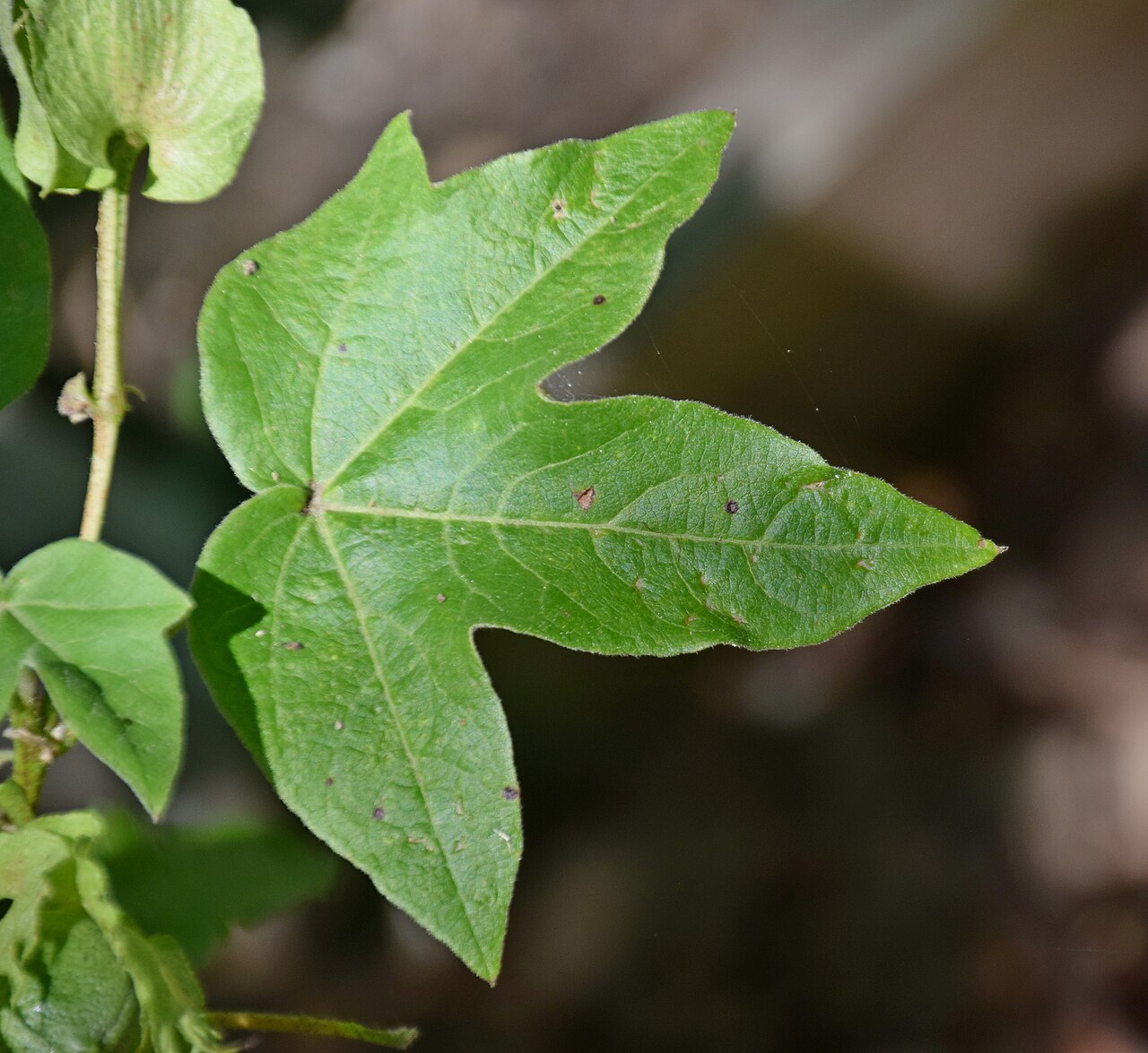 Cotton: Gossypium arboreum in Jardin botanique de la Charme, Clermont-Ferrand, France
