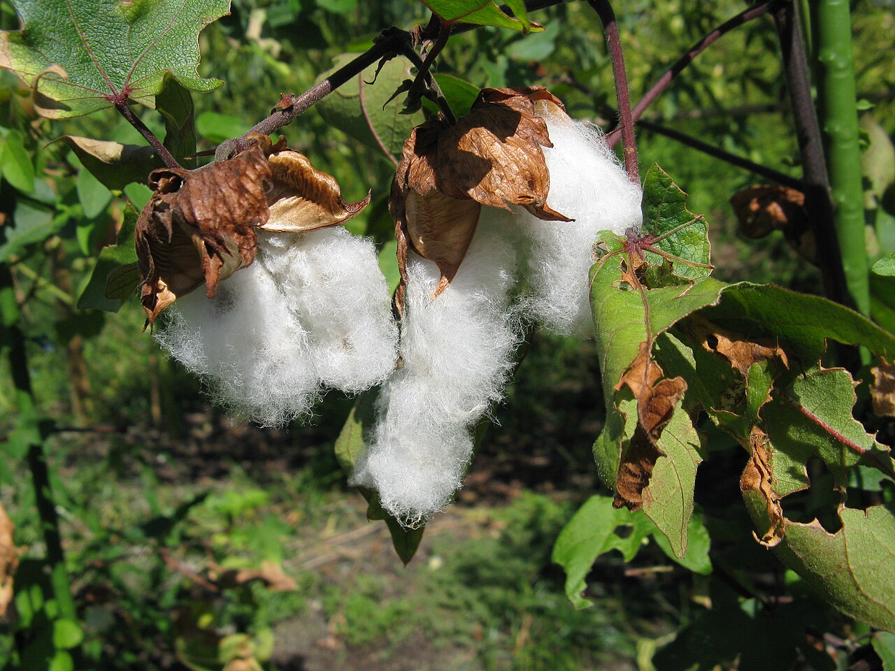 Cotton: Gossypium arboreum