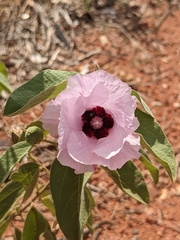 Gossypium australe (Gossypium australe)
