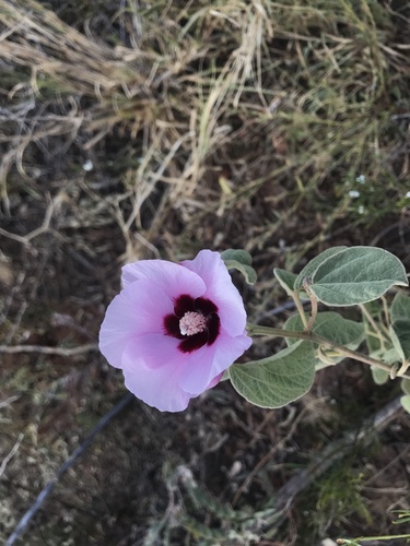 Gossypium australe (Gossypium australe)