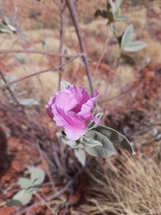 Gossypium australe (Gossypium australe)