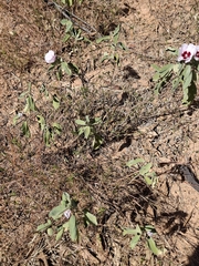 Gossypium australe (Gossypium australe)