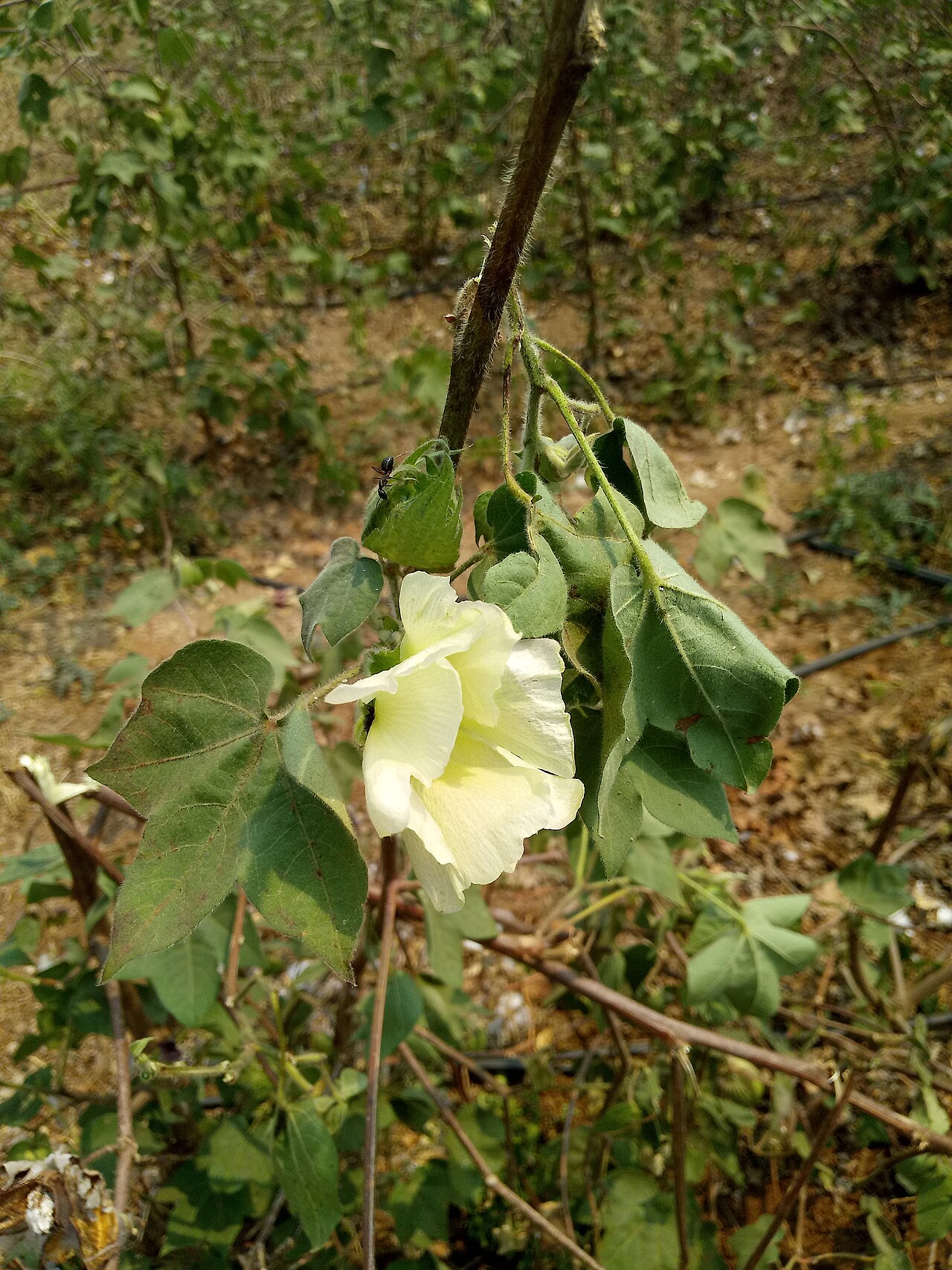 Cotton: Malvaceae-பருத்தி ; Perennial shrub,ever green,flowers yellow.