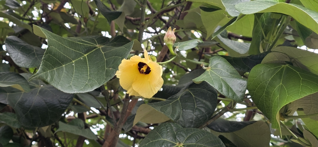 Cotton (Gossypium barbadense)