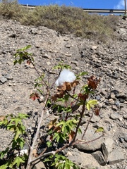 Cotton (Gossypium barbadense)