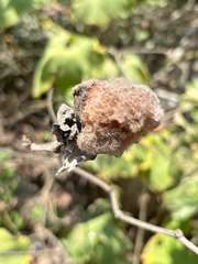 Cotton (Gossypium barbadense)