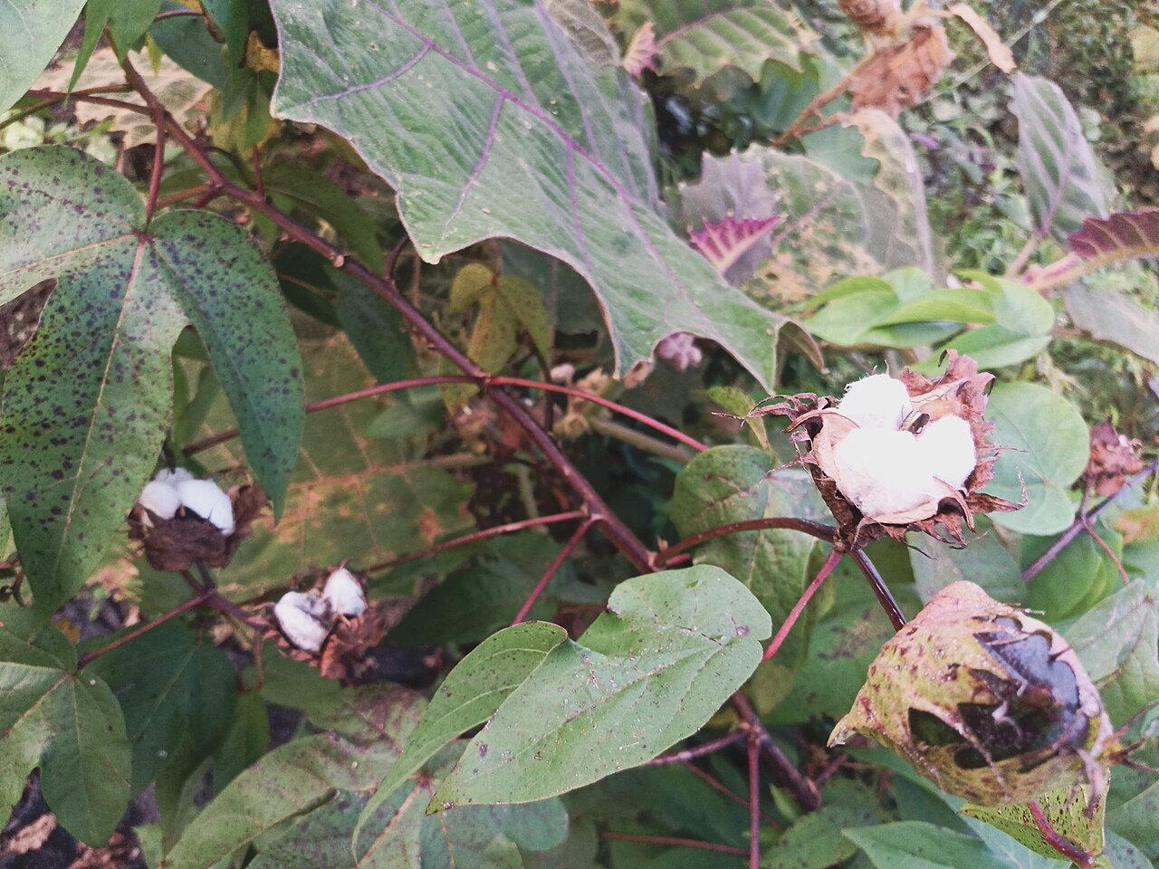 Cotton: Algodoeiro