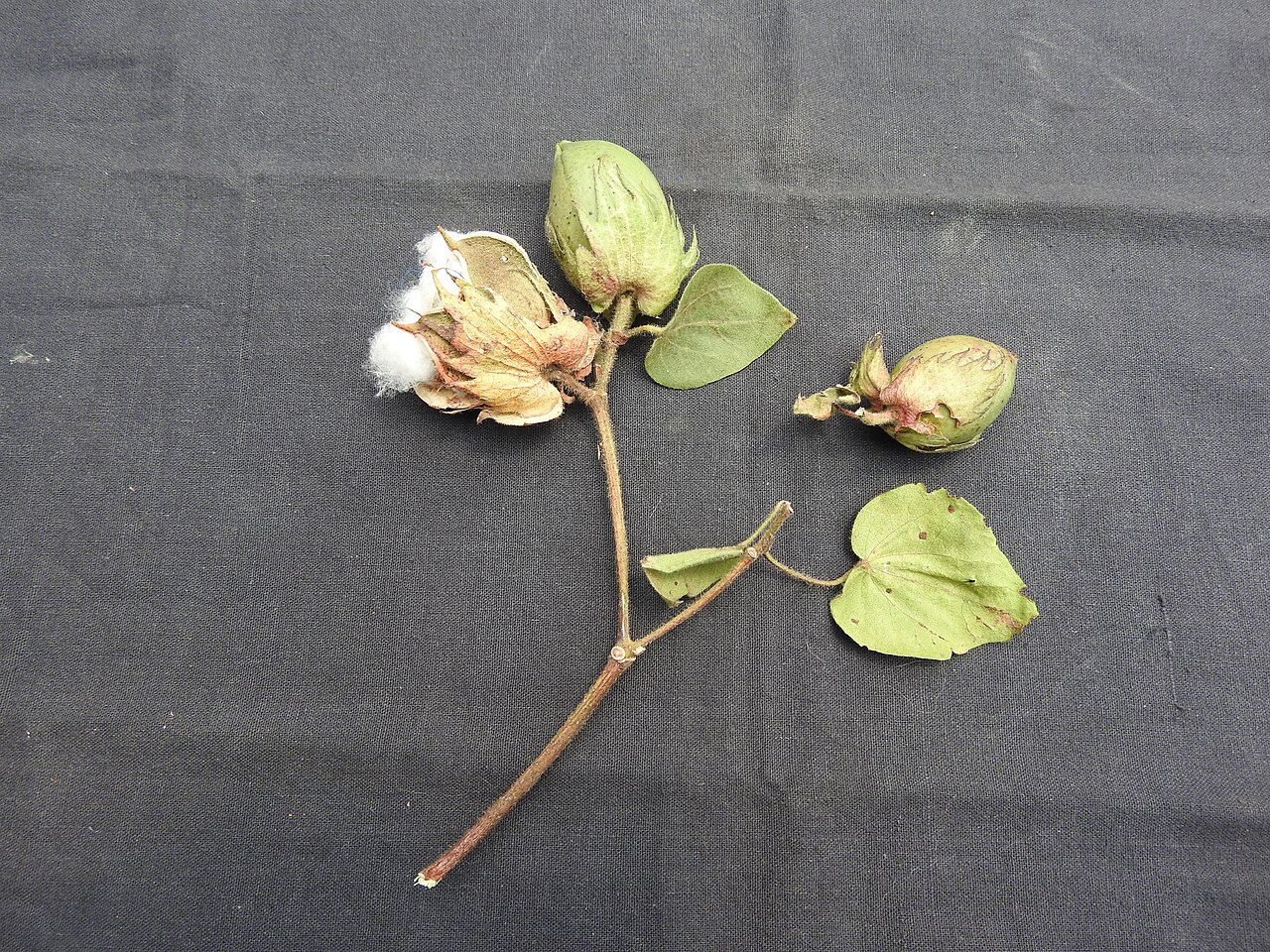 Cotton: Malvaceae-பருத்தி ; Perennial shrub,ever green,flowers yellow.
