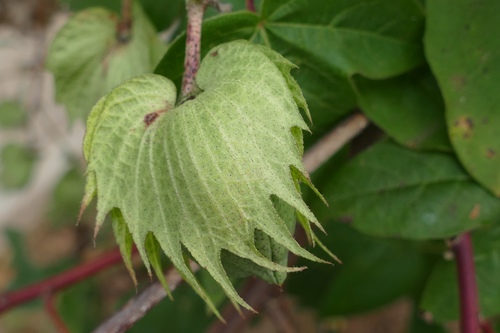 Cotton (Gossypium barbadense)
