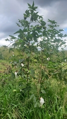 Cotton (Gossypium barbadense)