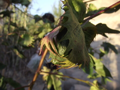 Cotton (Gossypium barbadense)
