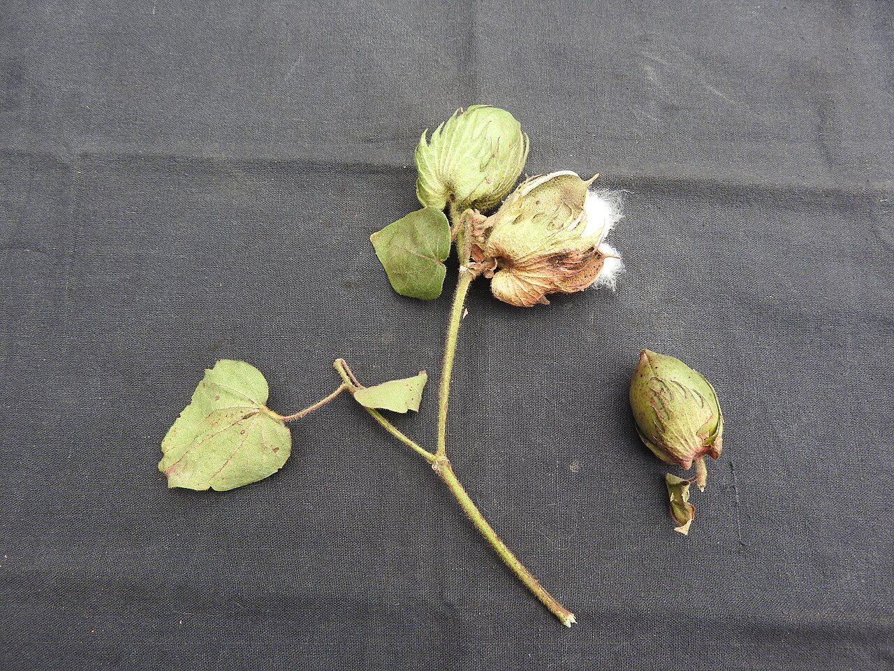 Cotton: Malvaceae-பருத்தி ; Perennial shrub,ever green,flowers yellow.