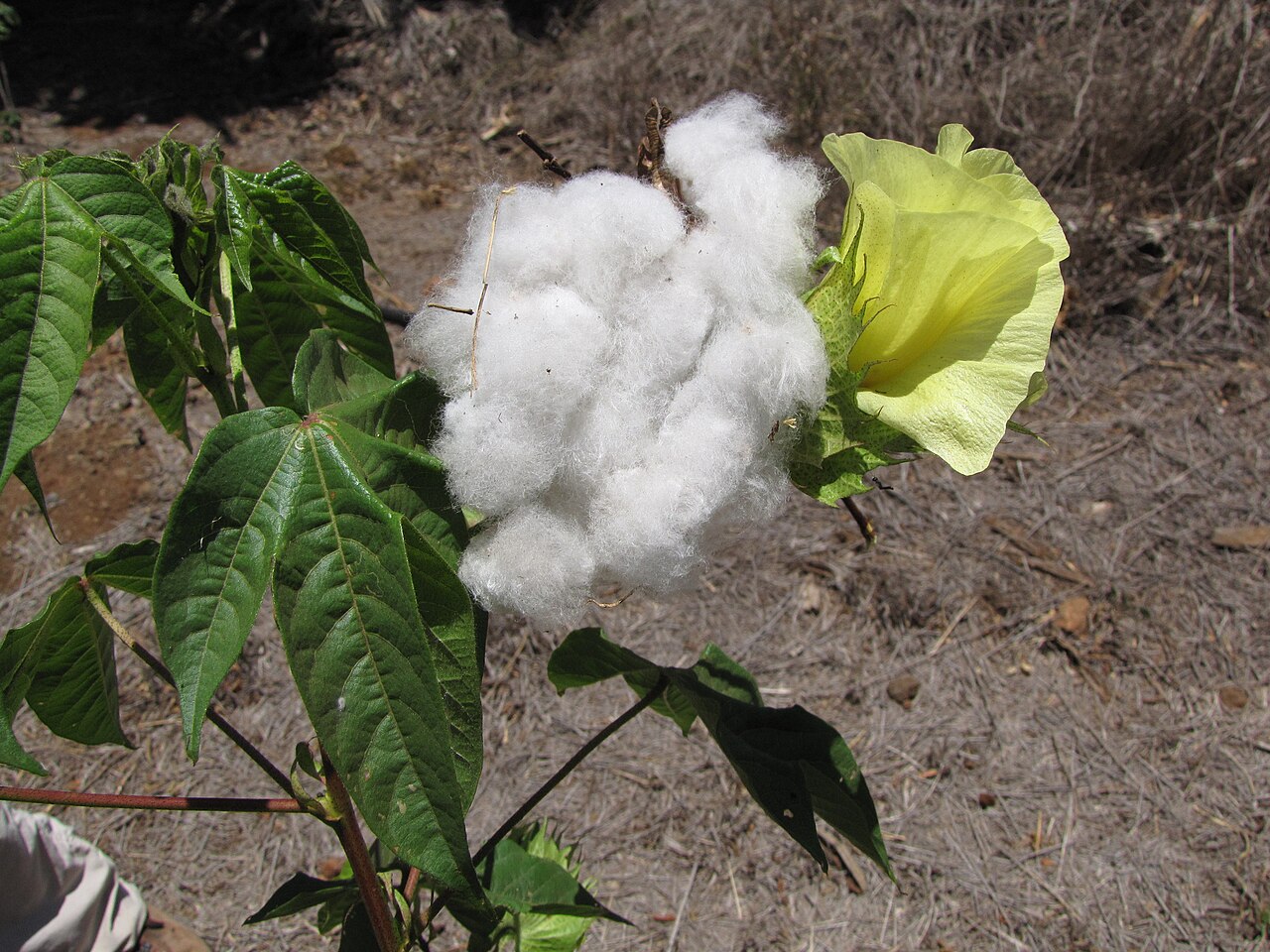 Cotton: Gossypium barbadense (Sea island cotton, creole cotton, pulupulu haole) Flowers leaves cottony white seeds at Kealia Pond NWR, Maui, Hawaii. June 17, 2013 #1306