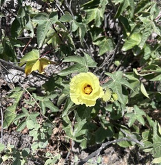 Cotton (Gossypium barbadense)