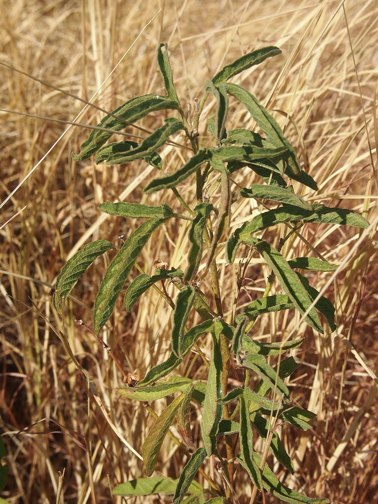 Gossypium bickii: Gossypium bickii foliage
