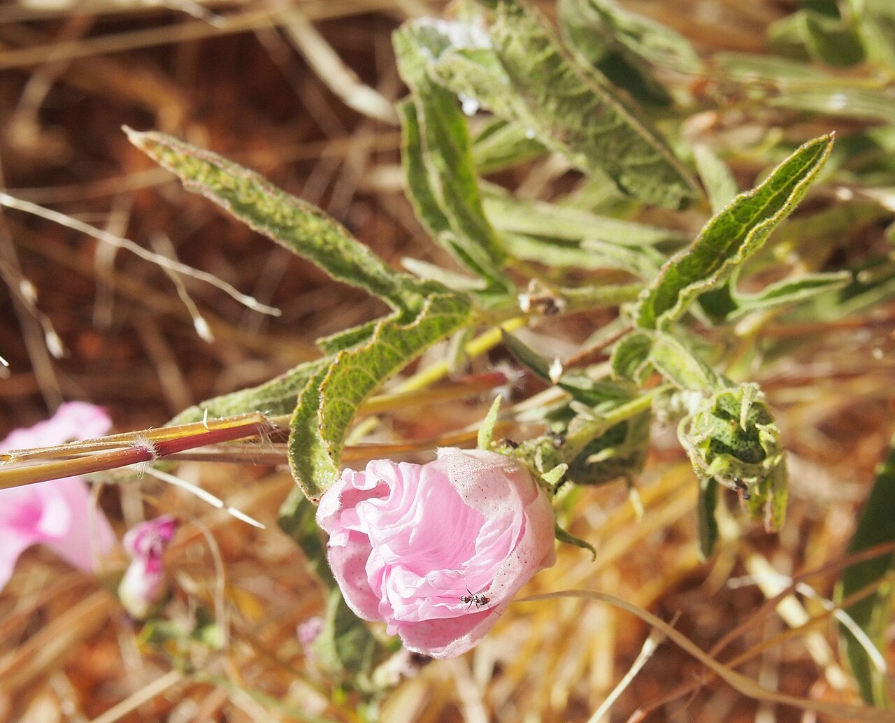Gossypium bickii: Gossypium bickii flower