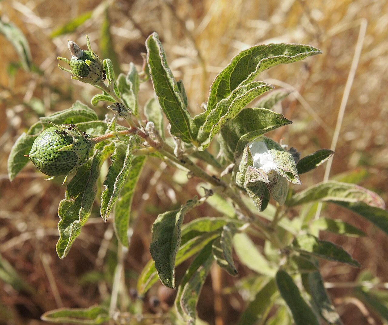 Gossypium bickii: Gossypium bickii foliage and fruit