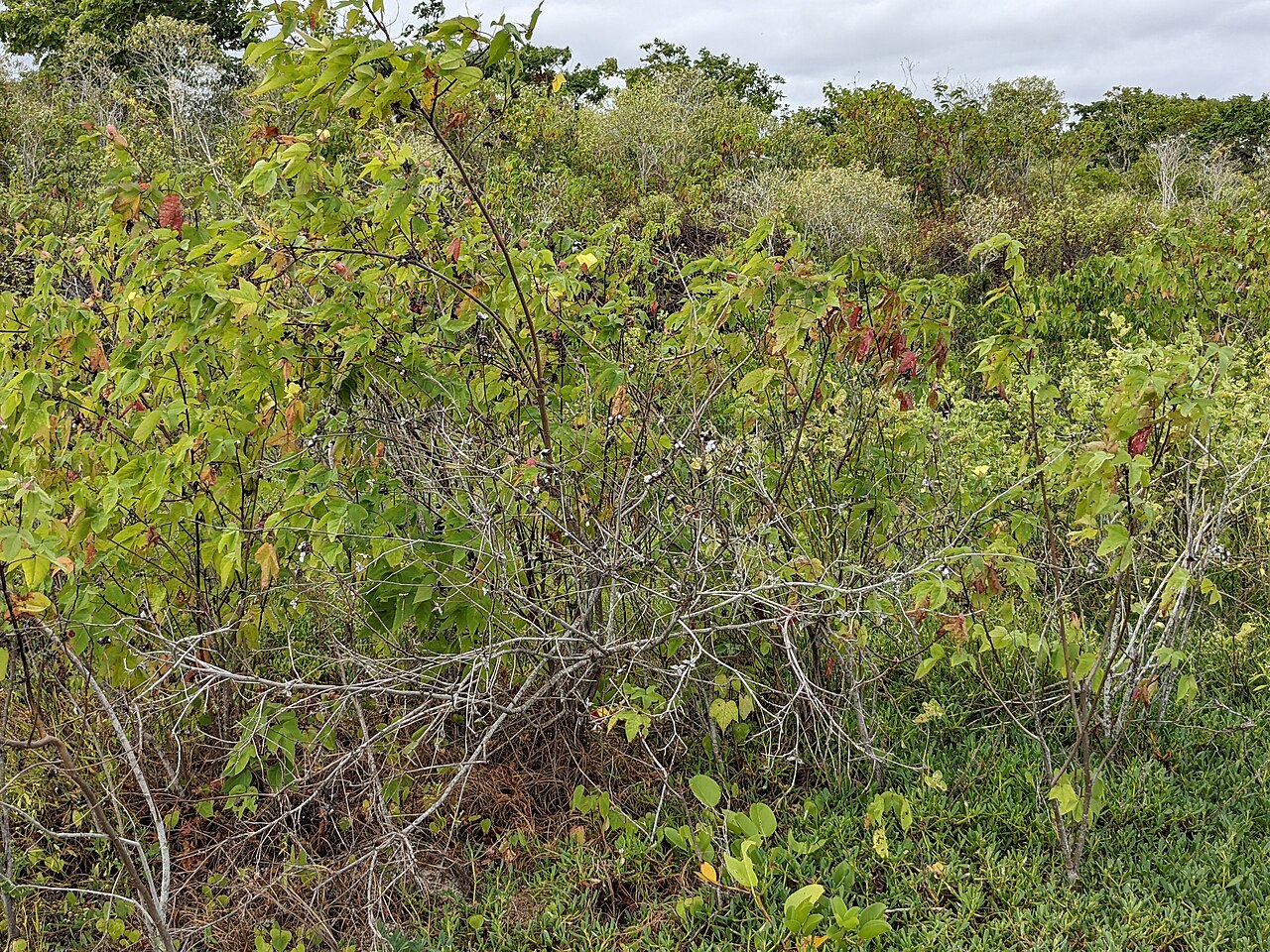 Darwin's cotton: Wild cotton bush with flowers and cotton on the sandy beach of Puerto Grande in the north of San Cristóbal Island, Galápagos, Ecuador