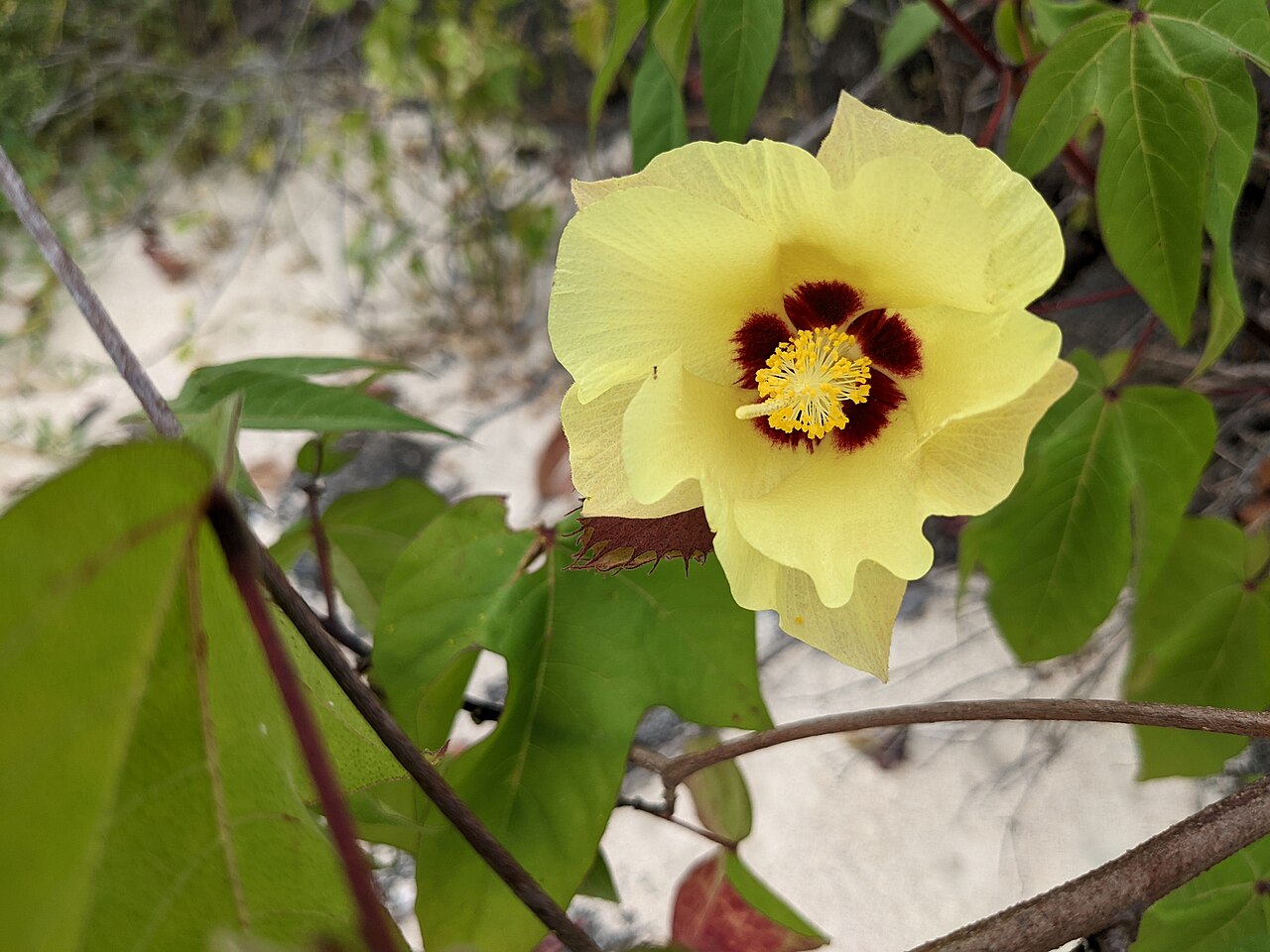 Darwin's cotton: Blossom of the wild cotton bush on the sandy beach of Puerto Grande in the north of San Cristóbal Island, Galápagos, Ecuador