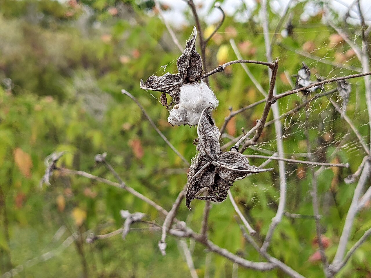 Darwin's cotton: Cotton at the wild cotton bush on the sandy beach of Puerto Grande in the north of San Cristóbal Island, Galápagos, Ecuador