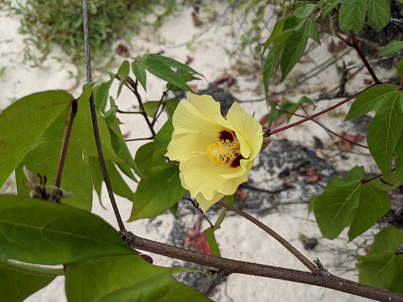 Darwin's cotton: Blossom of the wild cotton bush on the sandy beach of Puerto Grande in the north of San Cristóbal Island, Galápagos, Ecuador