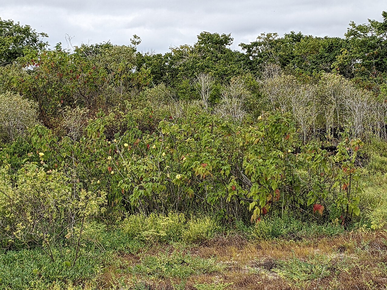 Darwin's cotton: Wild cotton bush with flowers and cotton on the sandy beach of Puerto Grande in the north of San Cristóbal Island, Galápagos, Ecuador