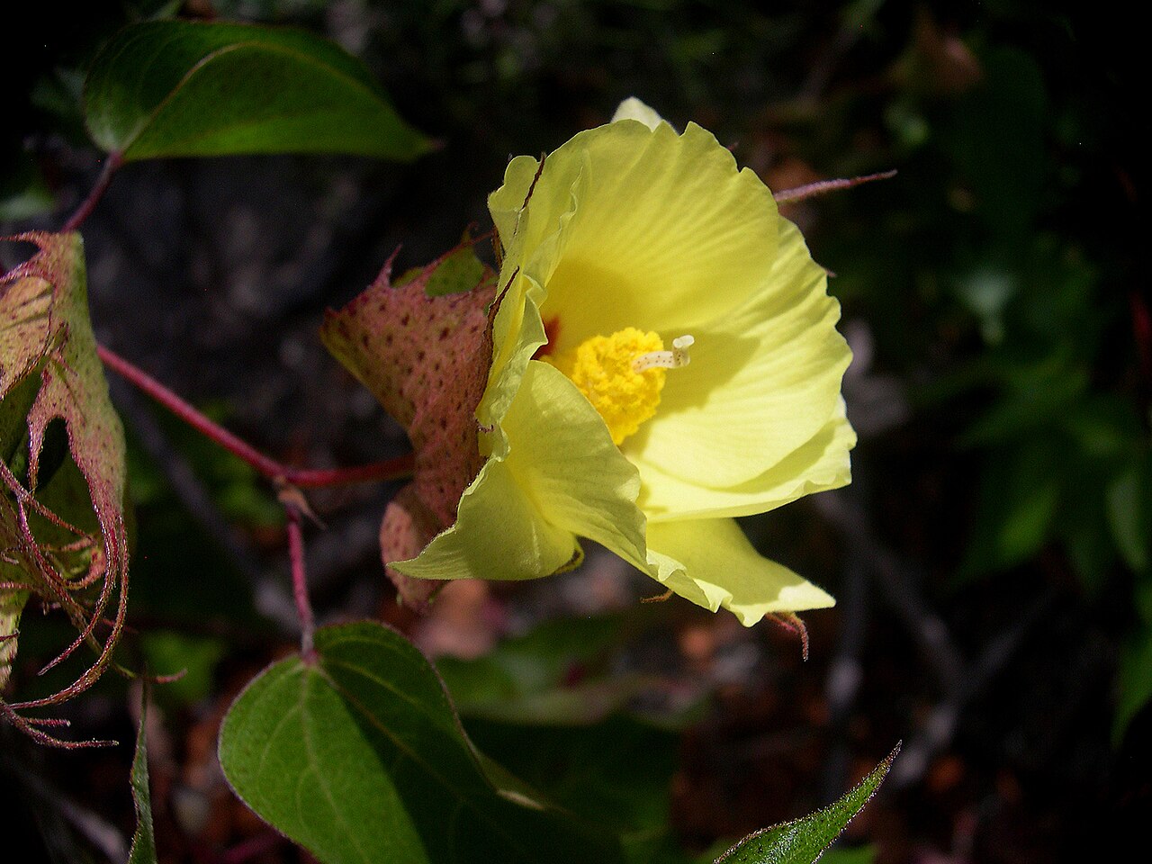 Darwin's cotton: Gossypium darwinii, Darwin's cotton, Urbina Bay, Isabella Island. Although this cotton is endemic to the galapagos Islands, it is closely related to Gossypium b