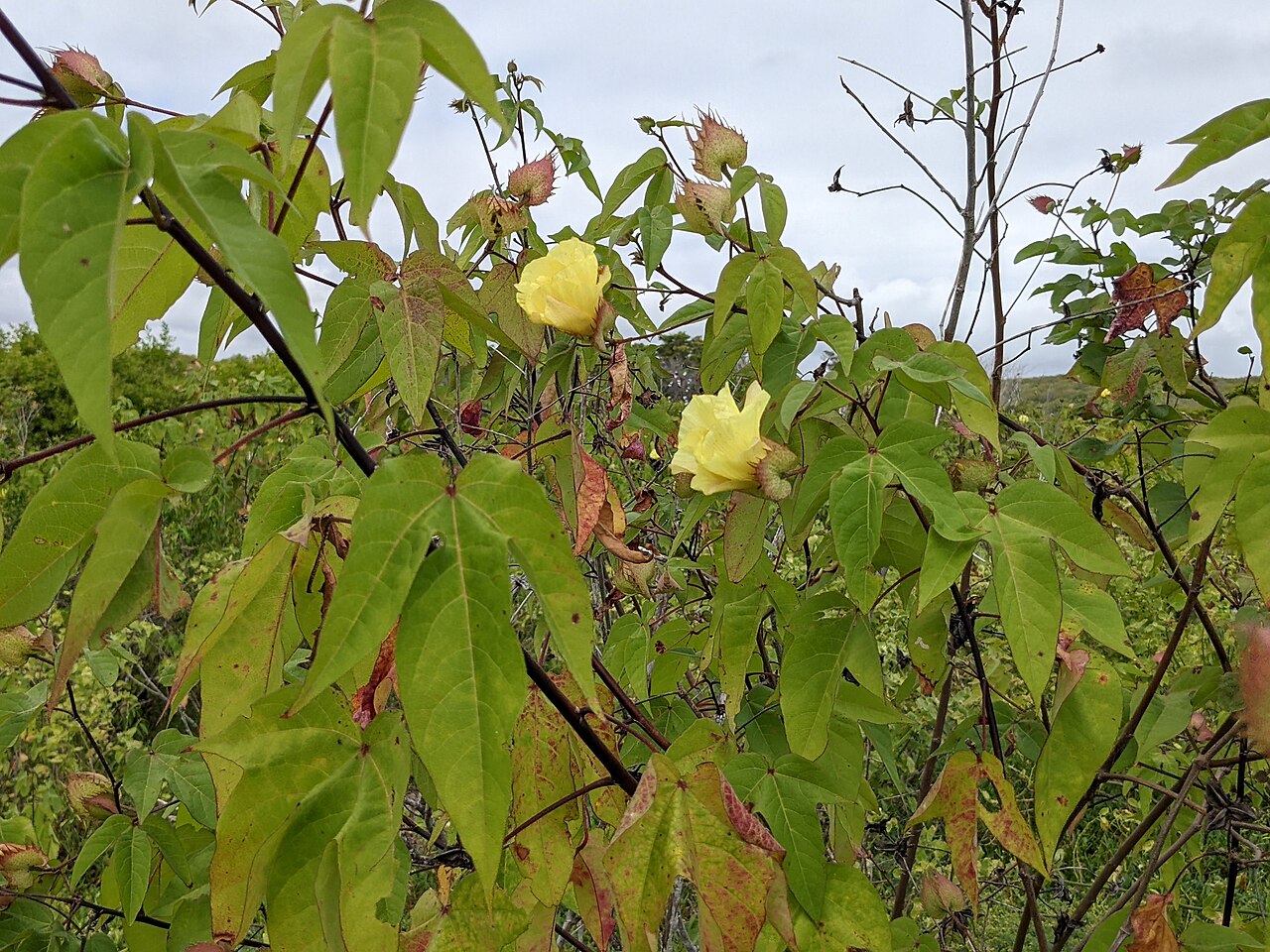 Darwin's cotton: Blossoms of the wild cotton bush on the sandy beach of Puerto Grande in the north of San Cristóbal Island, Galápagos, Ecuador