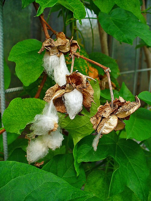 Cotton root: Gossypium herbaceum , Malvaceae, Levant Cotton, fruits; Botanical Garden KIT, Karlsruhe, Germany. The fresh, inner rootbark is used in homeopathy as remedy: Gos
