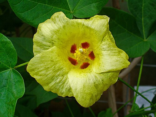 Cotton root: Gossypium herbaceum , Malvaceae, Levant Cotton, flower; Botanical Garden KIT, Karlsruhe, Germany. The fresh, inner rootbark is used in homeopathy as remedy: Gos