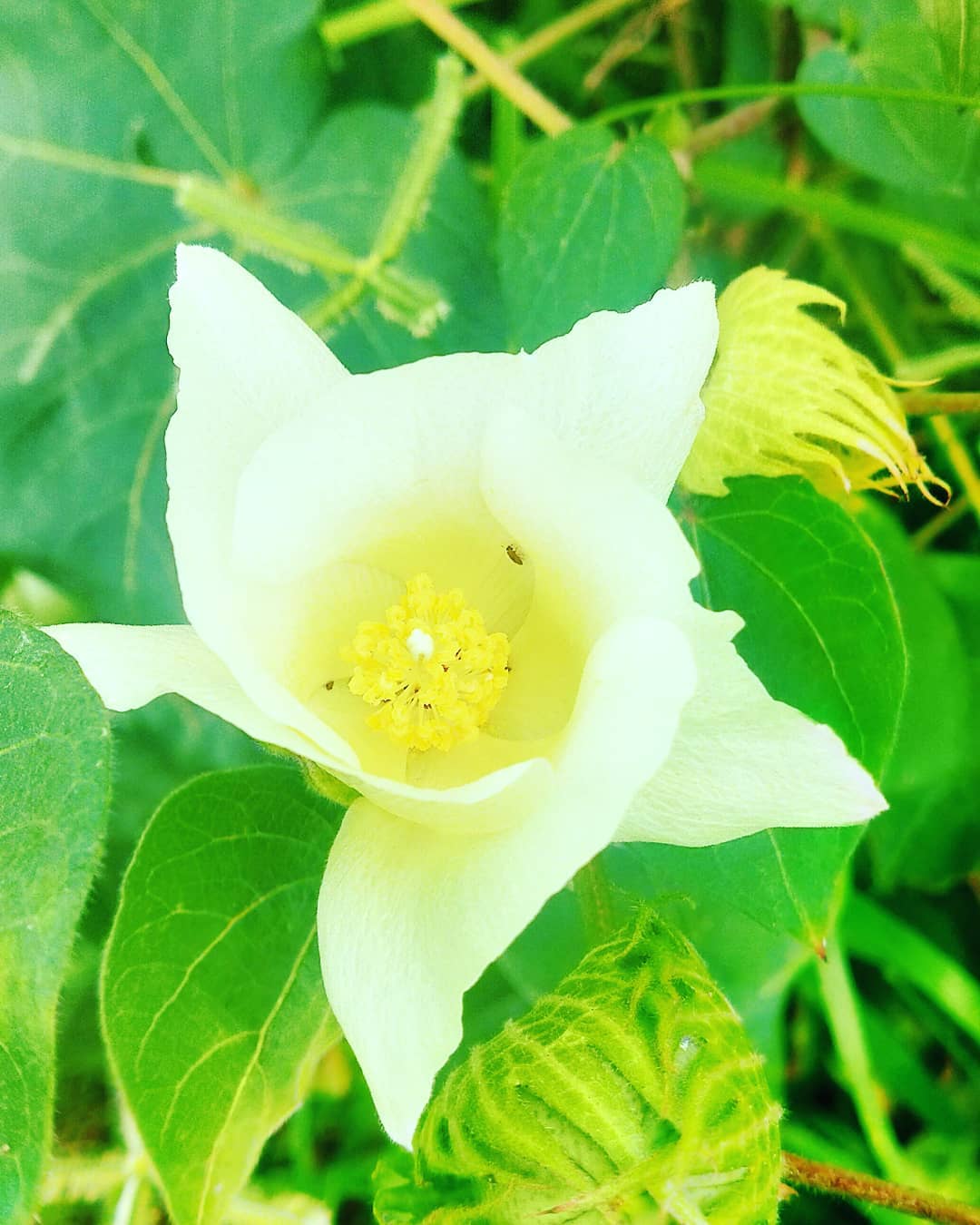 Cotton root: Gossypium herbaceum, commonly known as Levant cotton, is a species of cotton native to the semi-arid regions of sub-Saharan Africa and Arabia, where it still gr