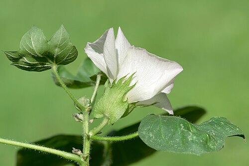 Cotton root: Levant cotton