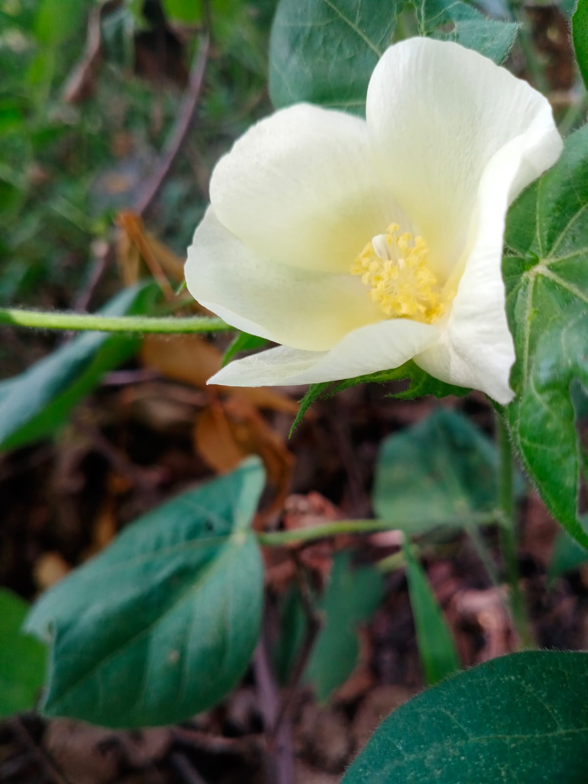 Cotton root: Gossypium herbaceum Plant