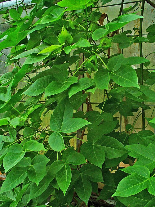 Cotton root: Gossypium herbaceum , Malvaceae, Levant Cotton, habitus; Botanical Garden KIT, Karlsruhe, Germany. The fresh, inner rootbark is used in homeopathy as remedy: Go