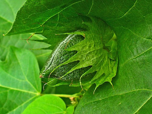 Cotton root: Gossypium herbaceum , Malvaceae, Levant Cotton, developing fruit; Botanical Garden KIT, Karlsruhe, Germany. The fresh, inner rootbark is used in homeopathy as r