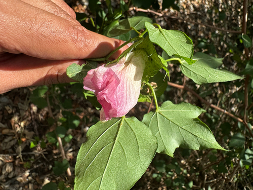 Cotton (Gossypium hirsutum)