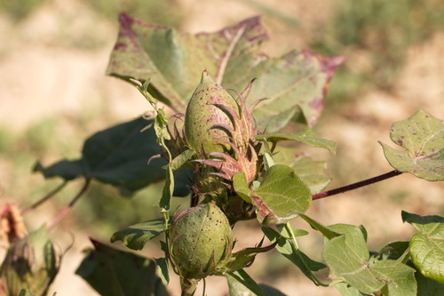 Cotton (Gossypium hirsutum)