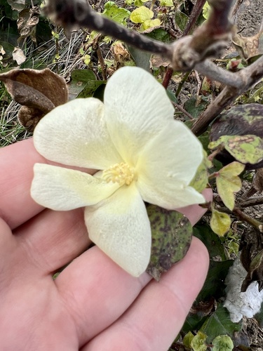 Cotton (Gossypium hirsutum)