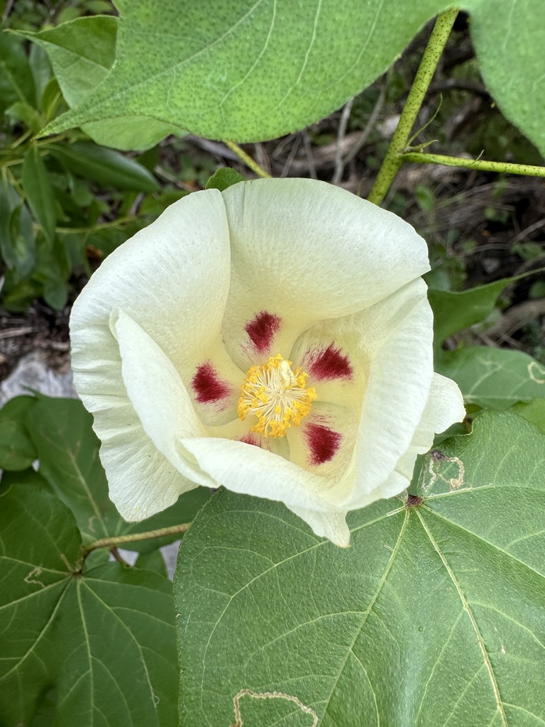 Cotton (Gossypium hirsutum)