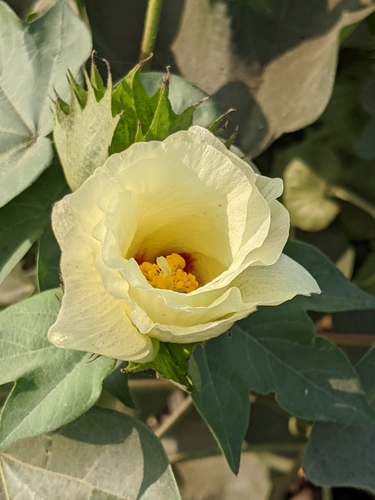 Cotton (Gossypium hirsutum)
