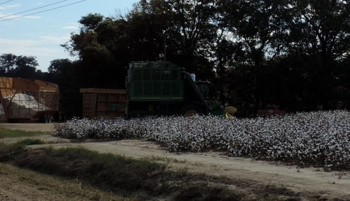 Cotton (Gossypium hirsutum)