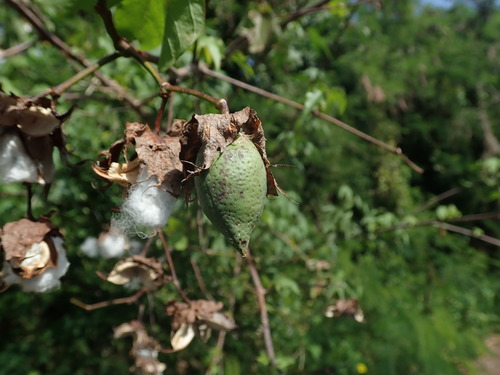 Cotton (Gossypium hirsutum)