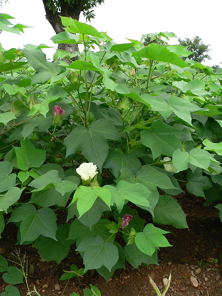 Cotton: Cotton plant ( Gossypium hirsutum ) photographed near Kandi, Benin