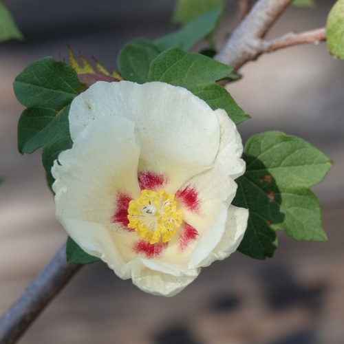 Cotton (Gossypium hirsutum)