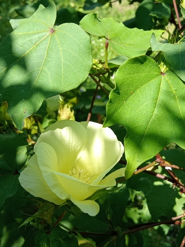 Cotton (Gossypium hirsutum)