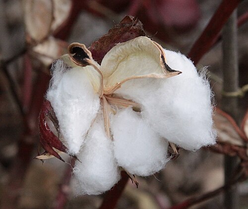 Cotton: National Arboretum