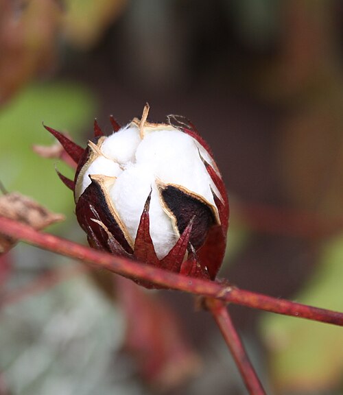 Cotton: National Arboretum