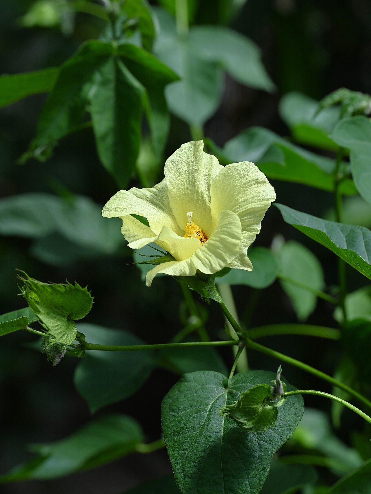 Gossypium raimondii: Gossypium raimondii in the Botanischer Garten, Berlin-Dahlem